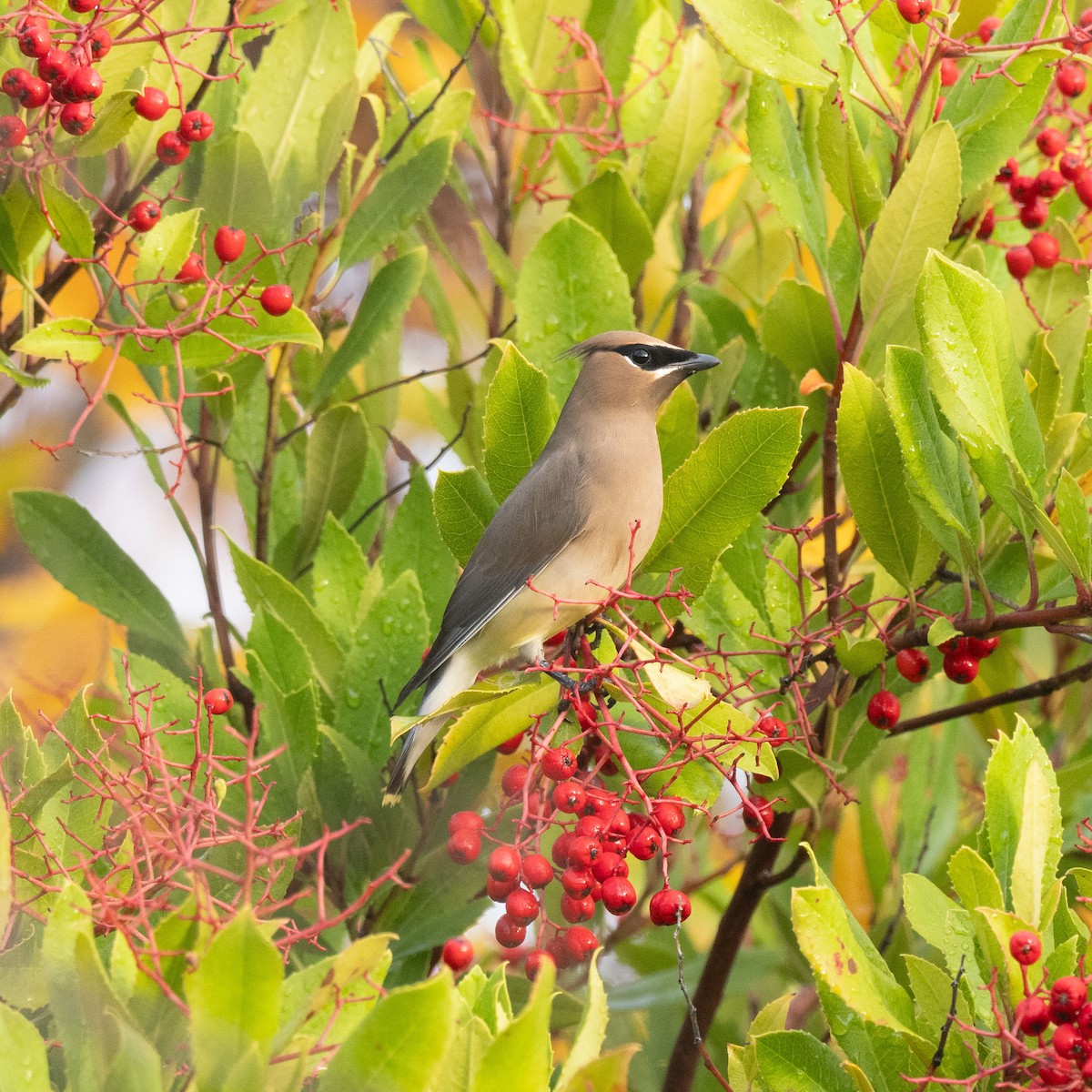 Cedar Waxwing - ML612878609