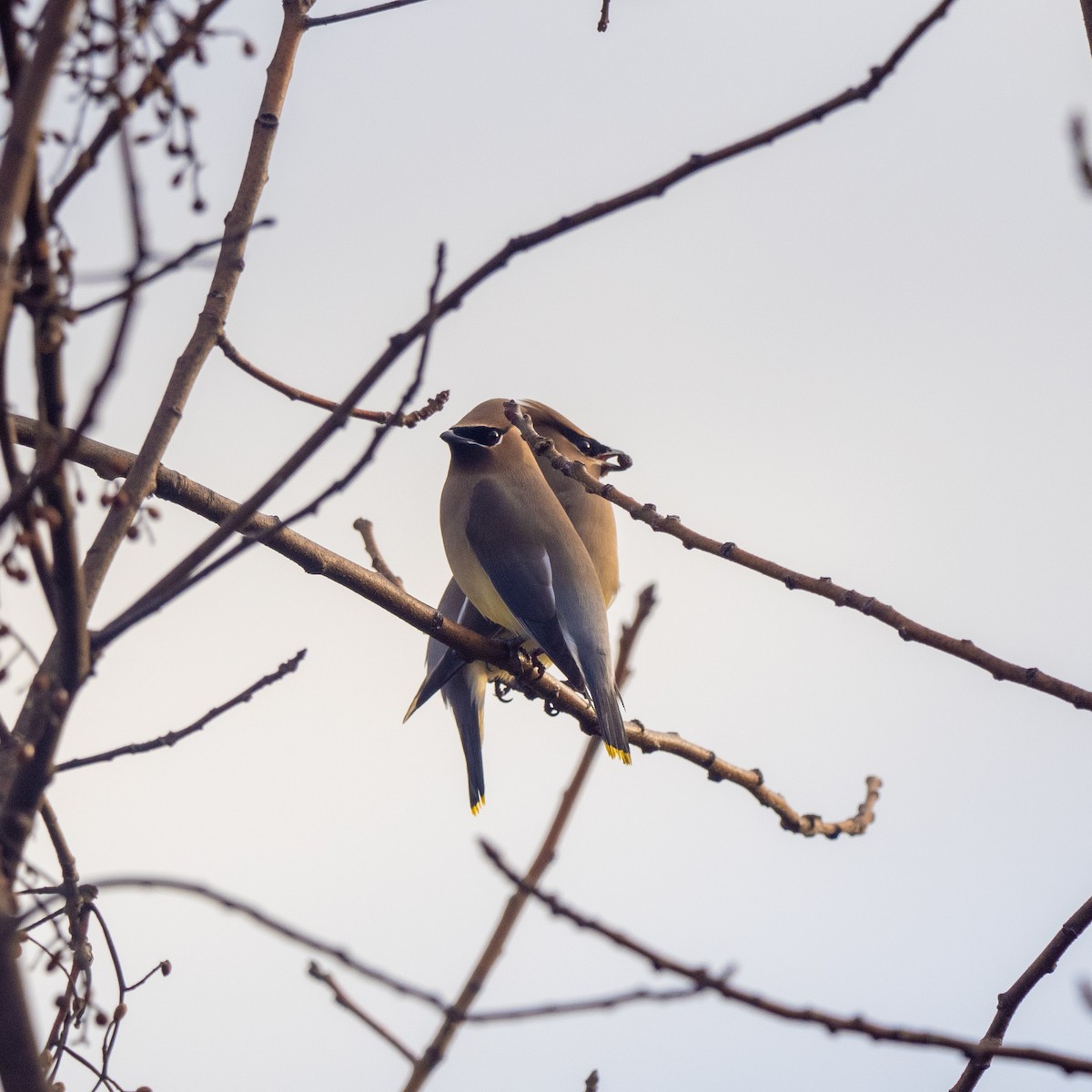 Cedar Waxwing - ML612878610