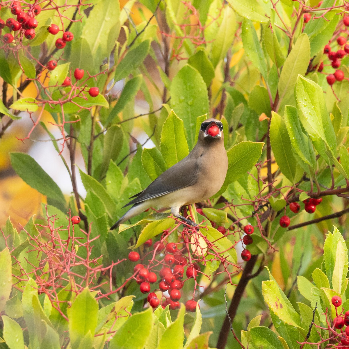 Cedar Waxwing - ML612878611