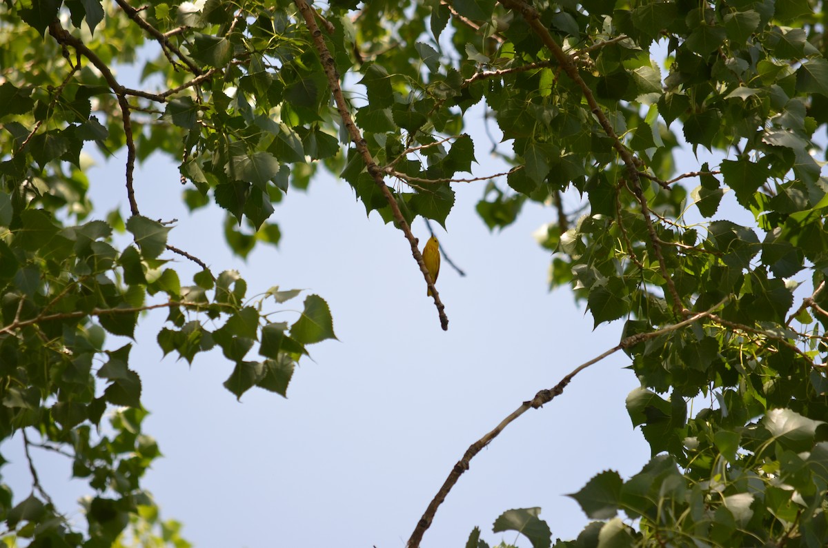 Yellow Warbler - ML612878691