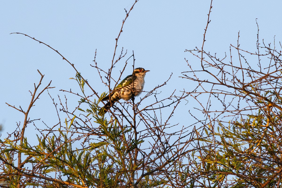 Dideric Cuckoo - ML612878704