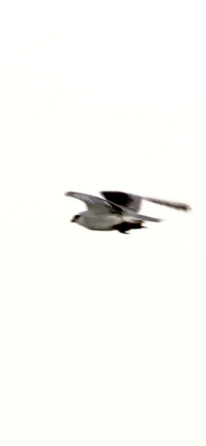 Black-winged Kite - ML612878705