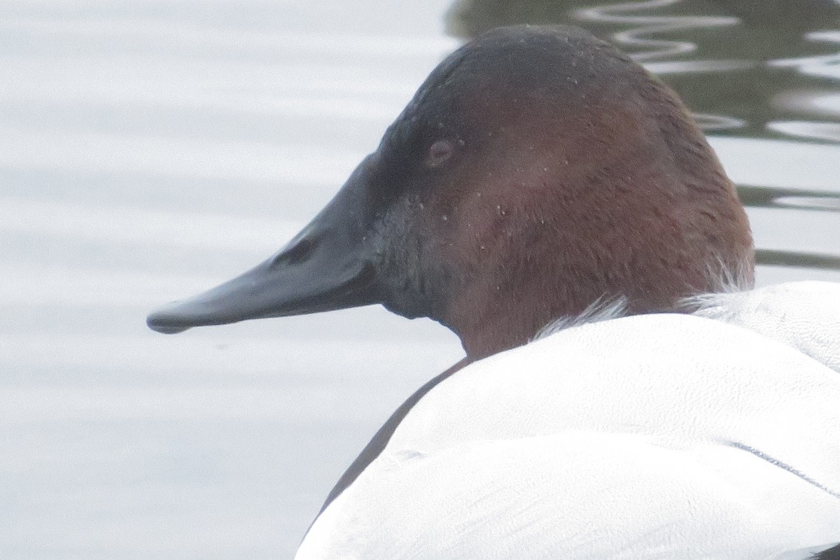 Canvasback - ML612878752