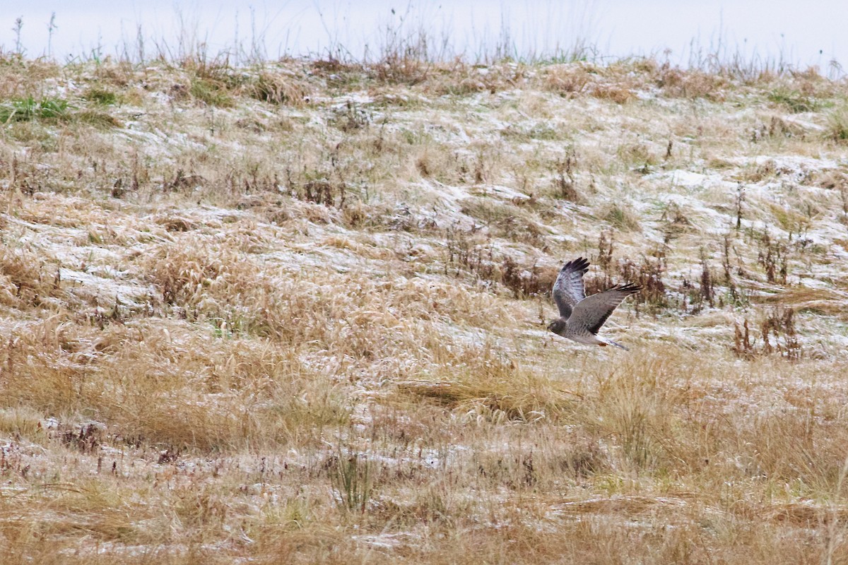 Northern Harrier - ML612878754