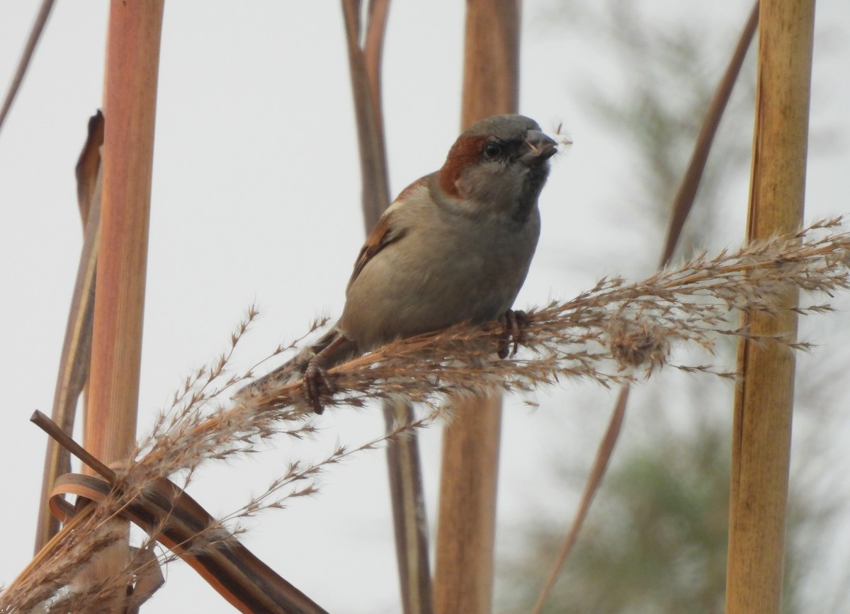 Sind Sparrow - ML612878839