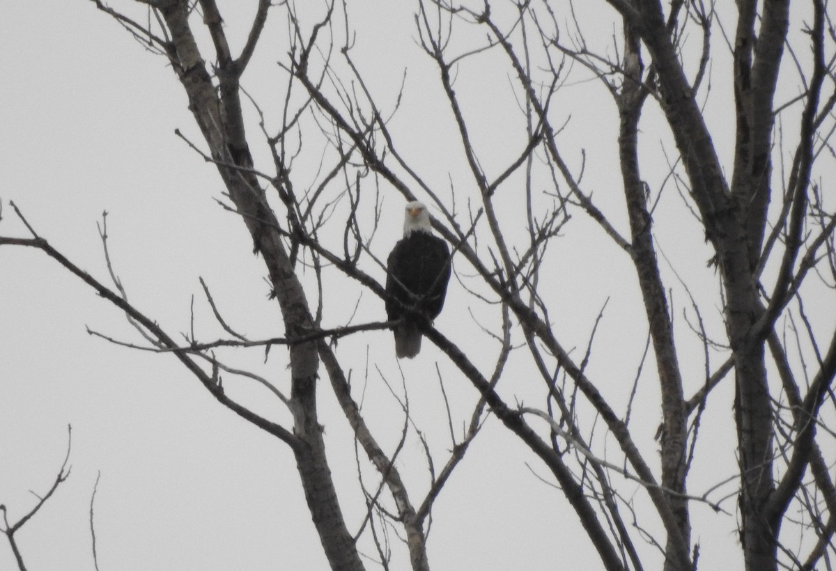 Bald Eagle - ML612878849