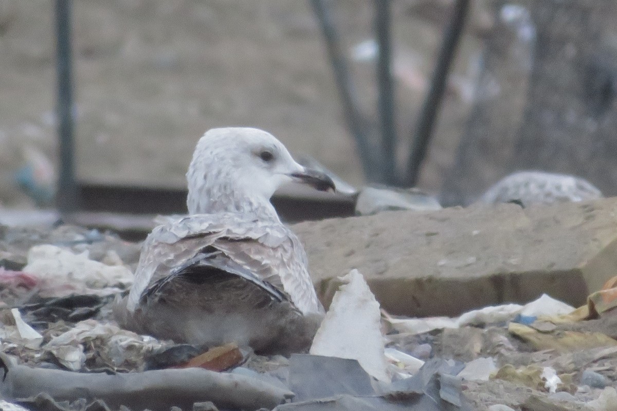 Herring Gull - ML612878888