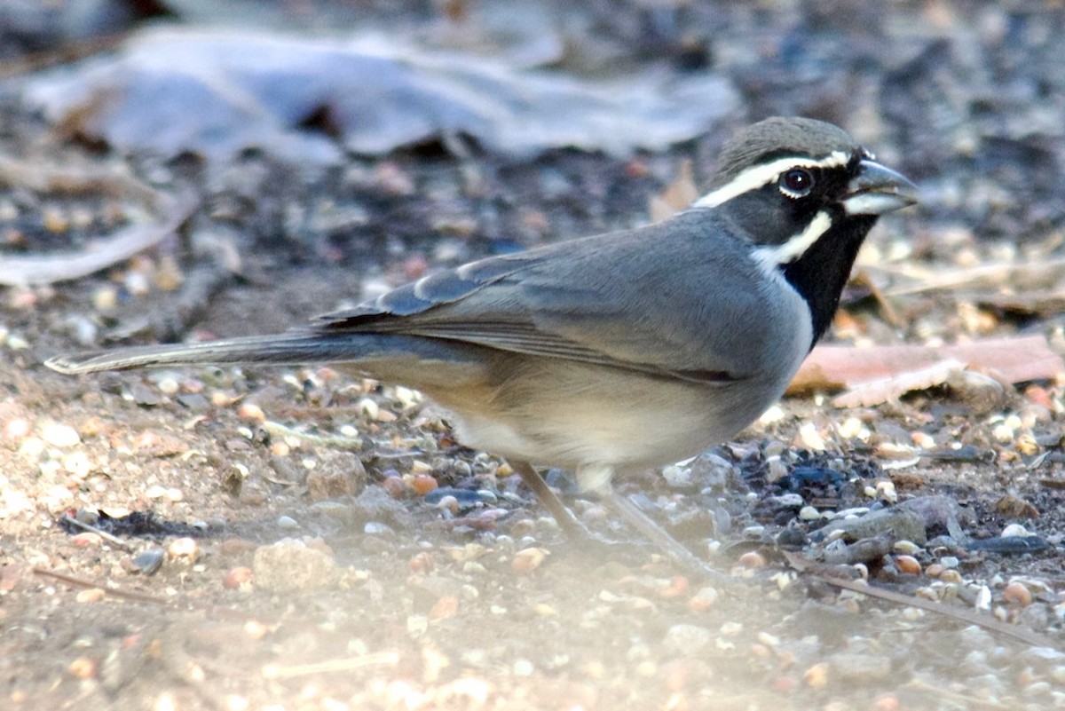 Black-throated Sparrow - ML612878897