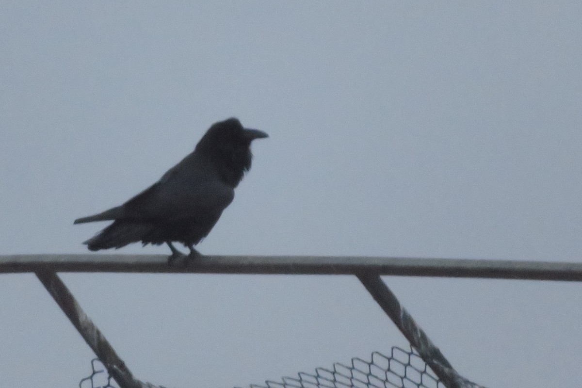 Common Raven - ML612878898