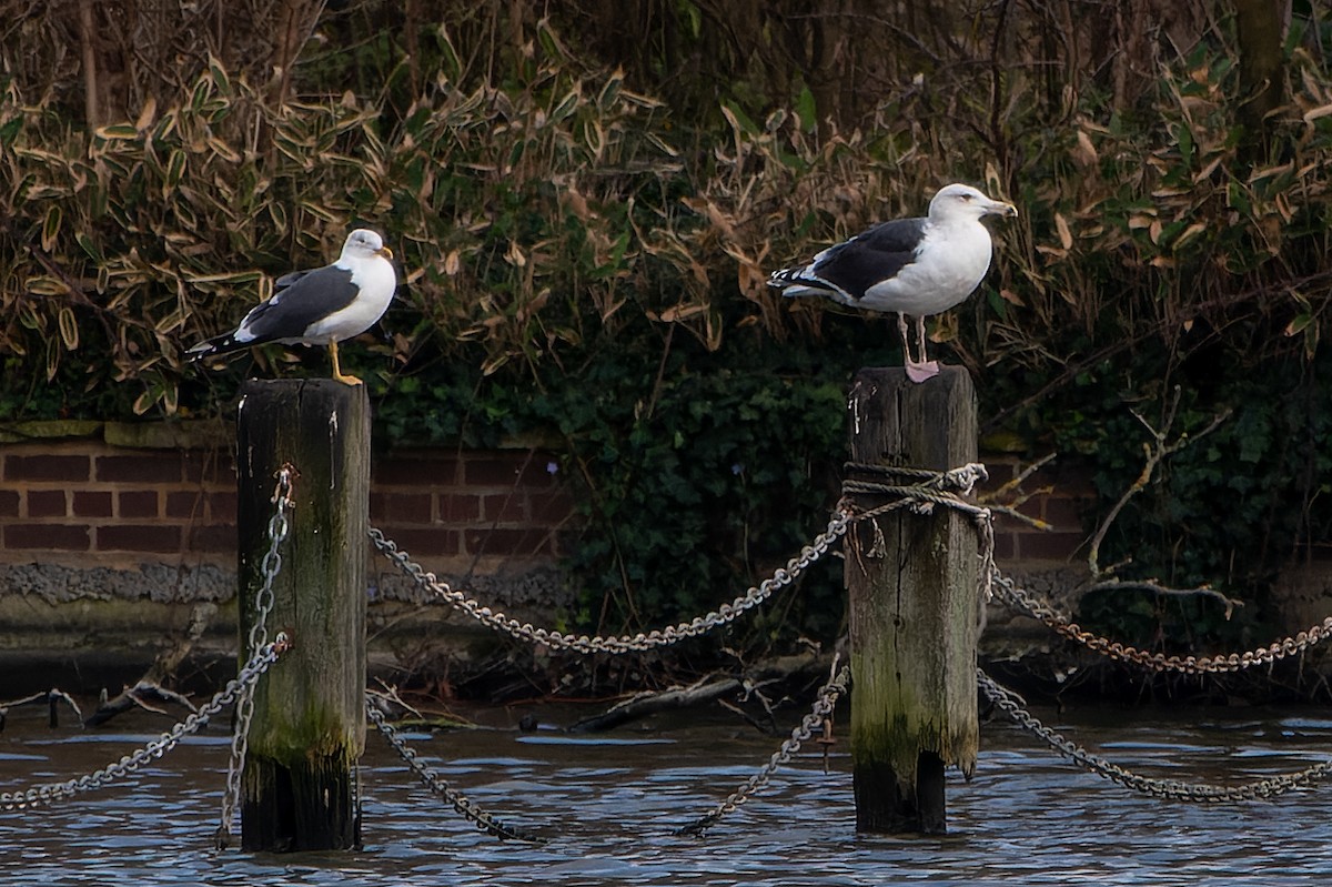 Great Black-backed Gull - ML612878955