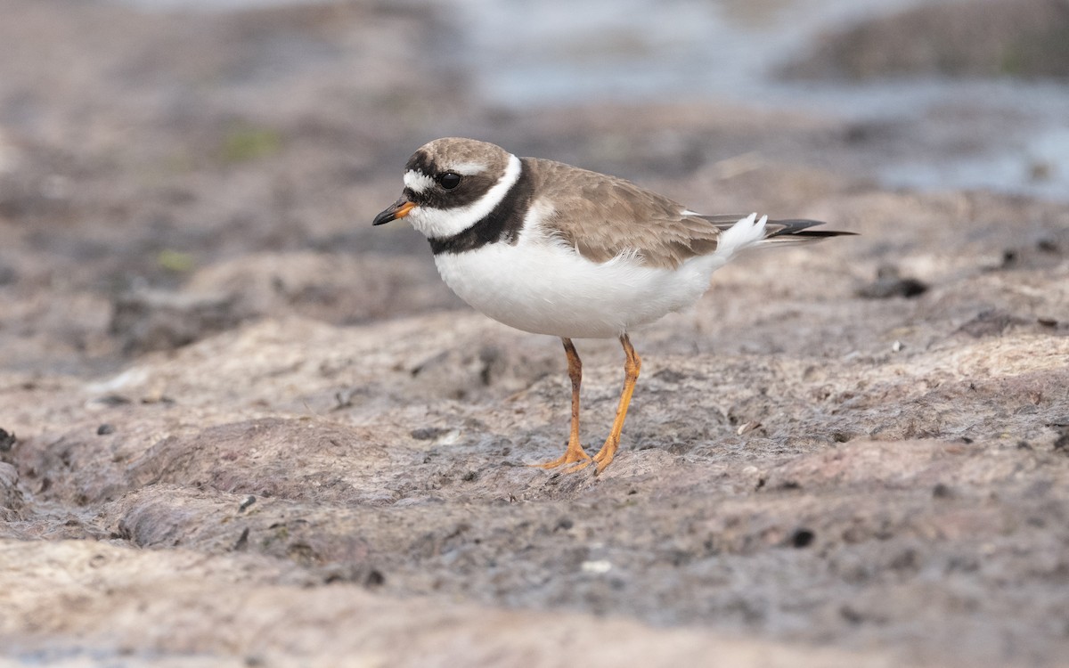 Common Ringed Plover - ML612878958