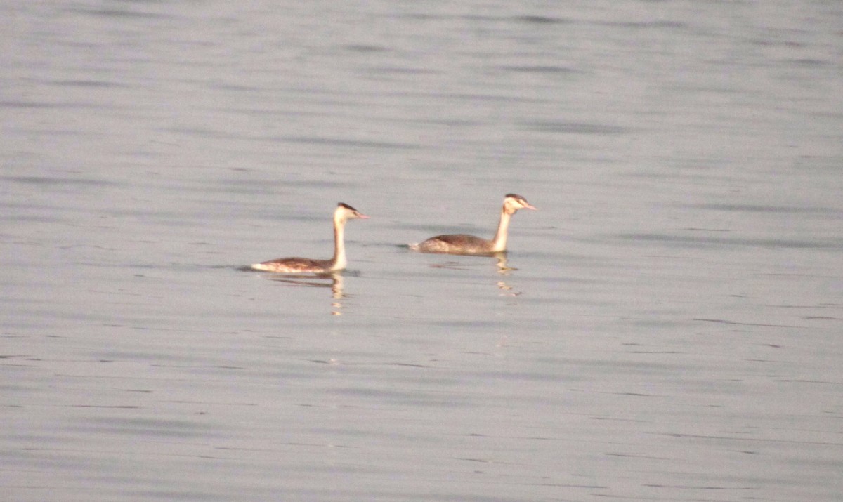 Great Crested Grebe - ML612878962