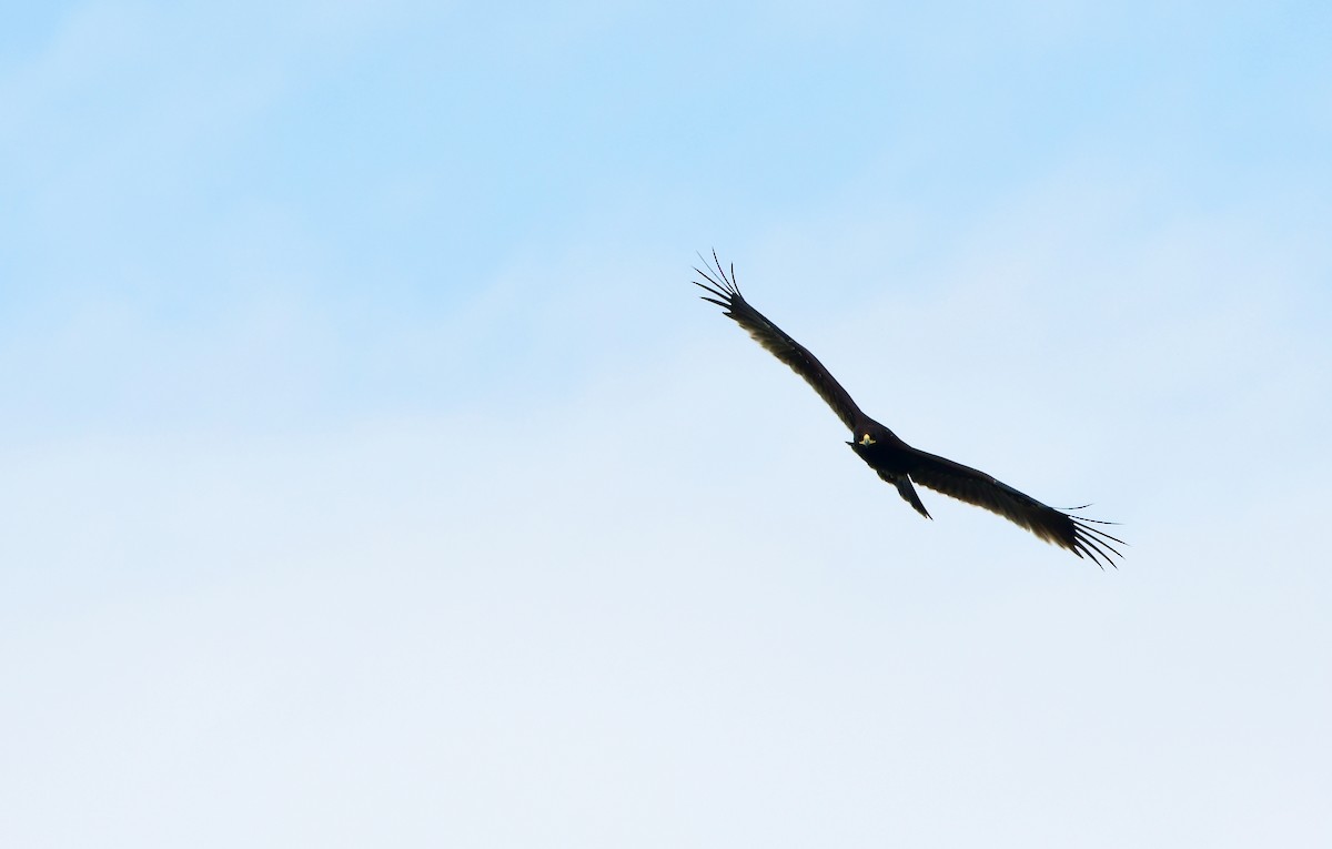 Greater Spotted Eagle - ML612878970