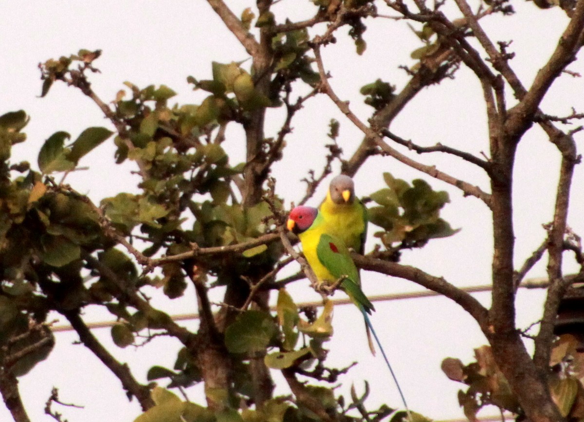 Plum-headed Parakeet - ML612879000