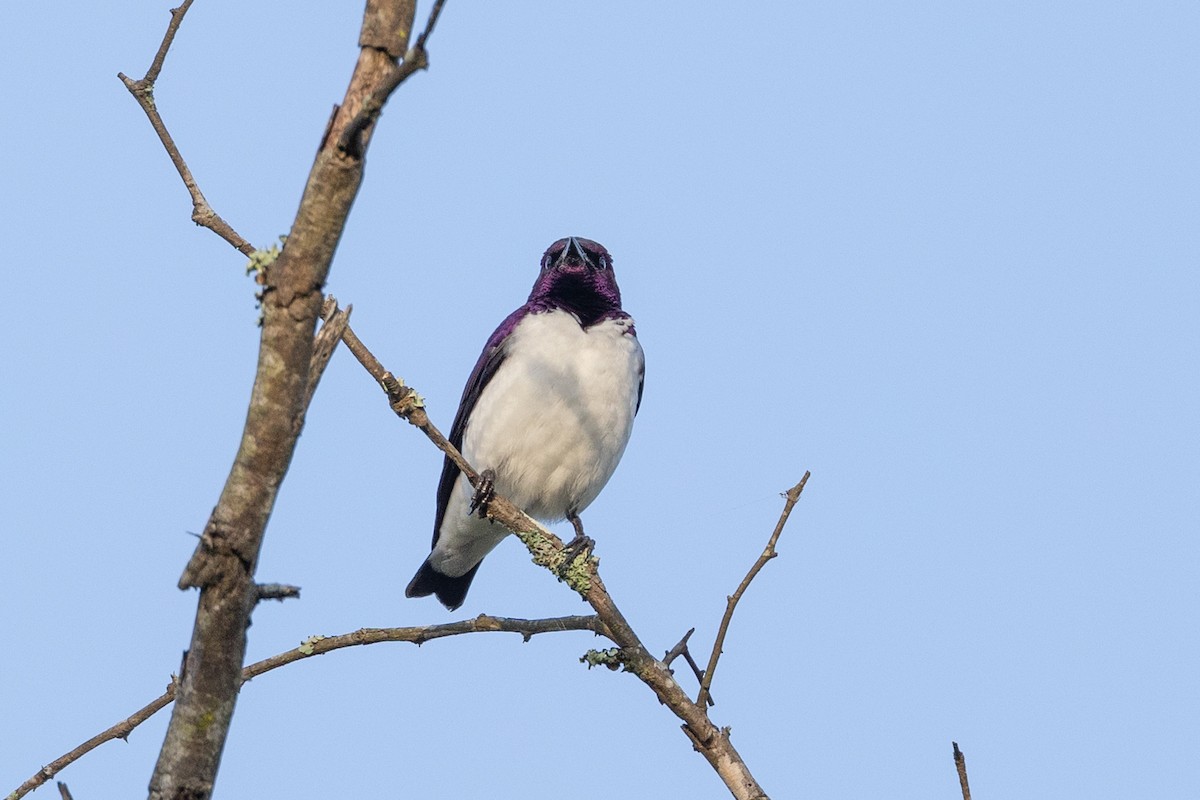 Violet-backed Starling - ML612879045
