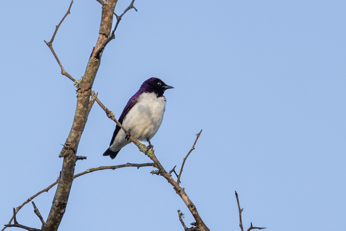 Violet-backed Starling - ML612879046