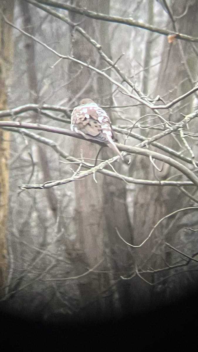 Mourning Dove - ML612879092