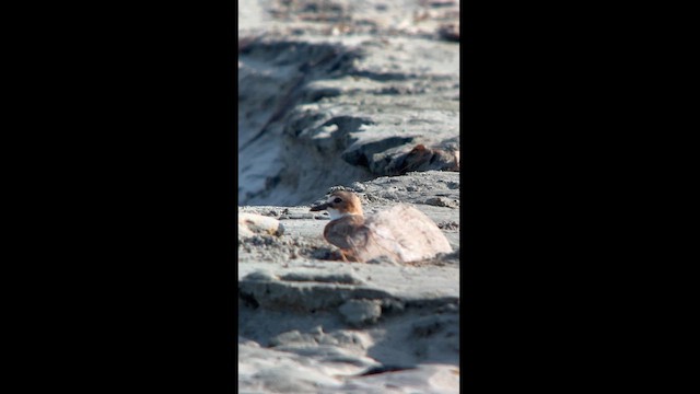 Wilson's Plover - ML612879114