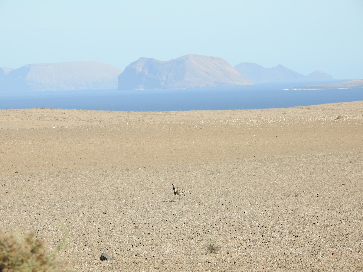 Outarde houbara (fuertaventurae) - ML612879121