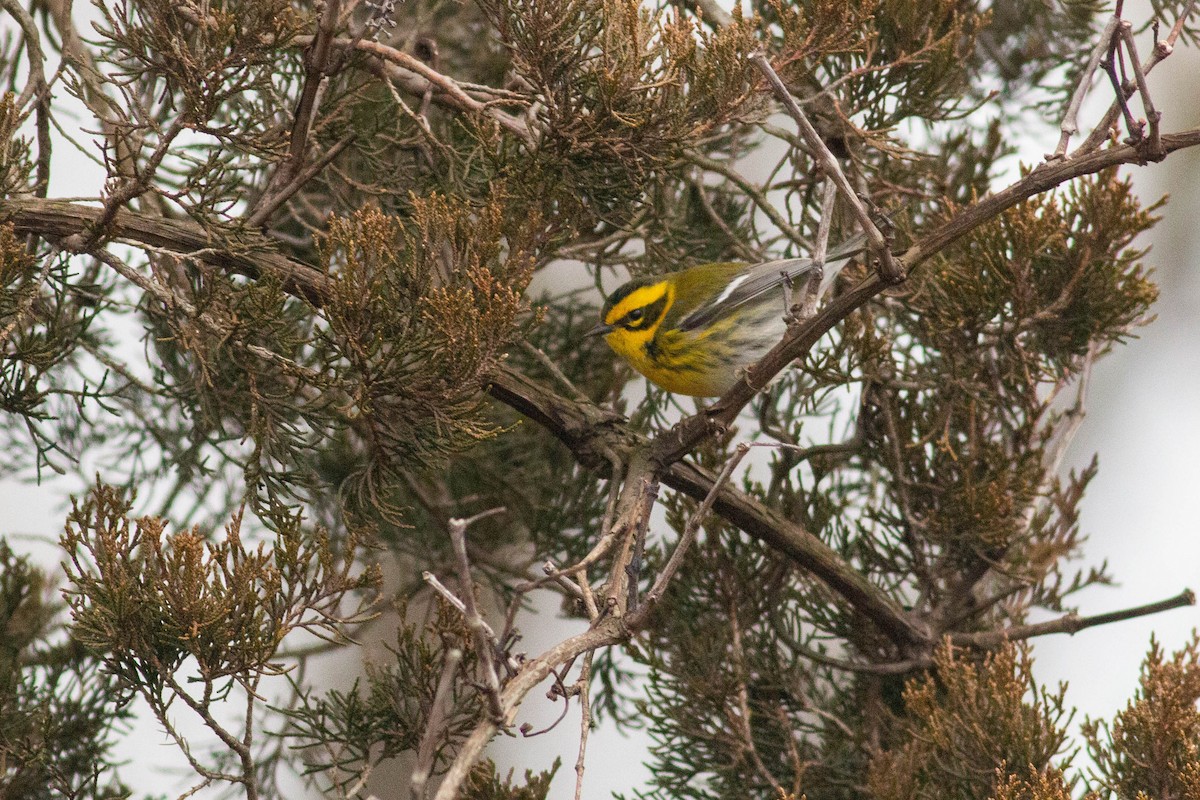 Townsend's Warbler - ML612879277