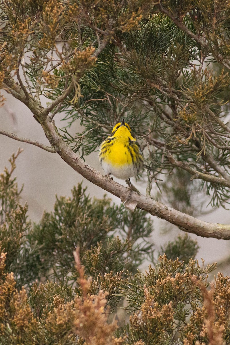 Townsend's Warbler - ML612879278