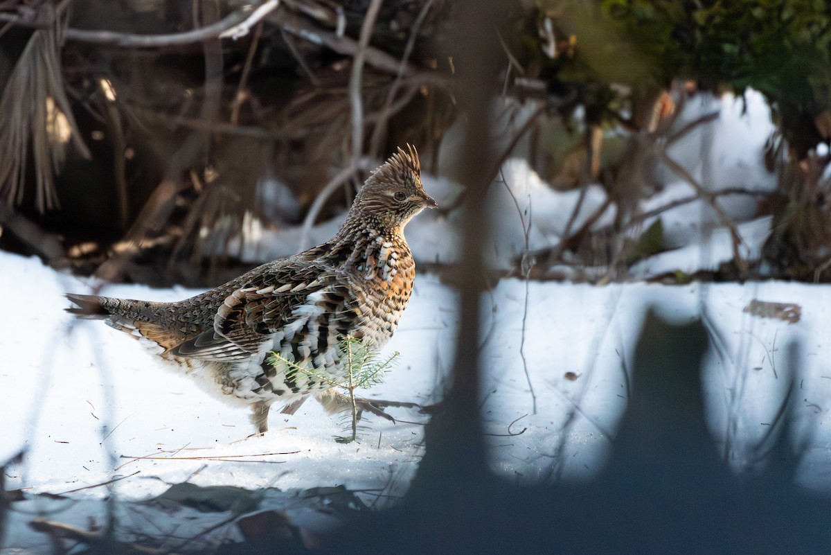 Ruffed Grouse - Sarah McAllister