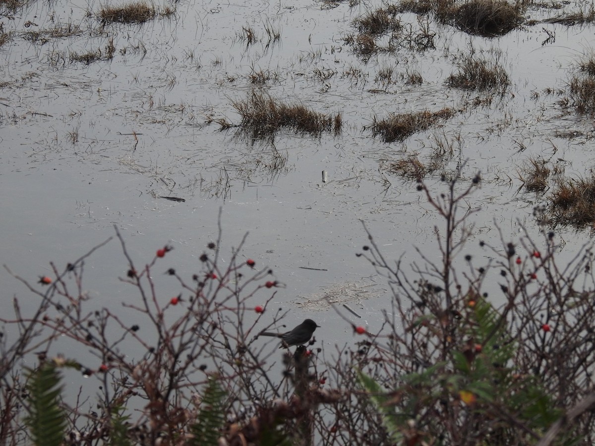 Чёрный фиби - ML612879360