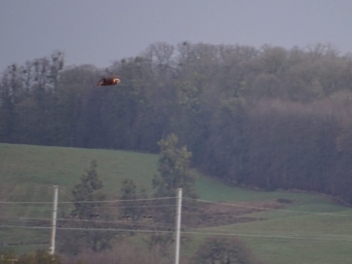 Western Marsh Harrier - ML612879365
