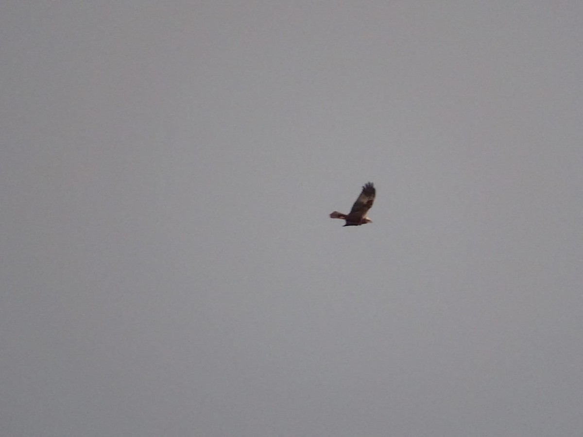 Western Marsh Harrier - ML612879366