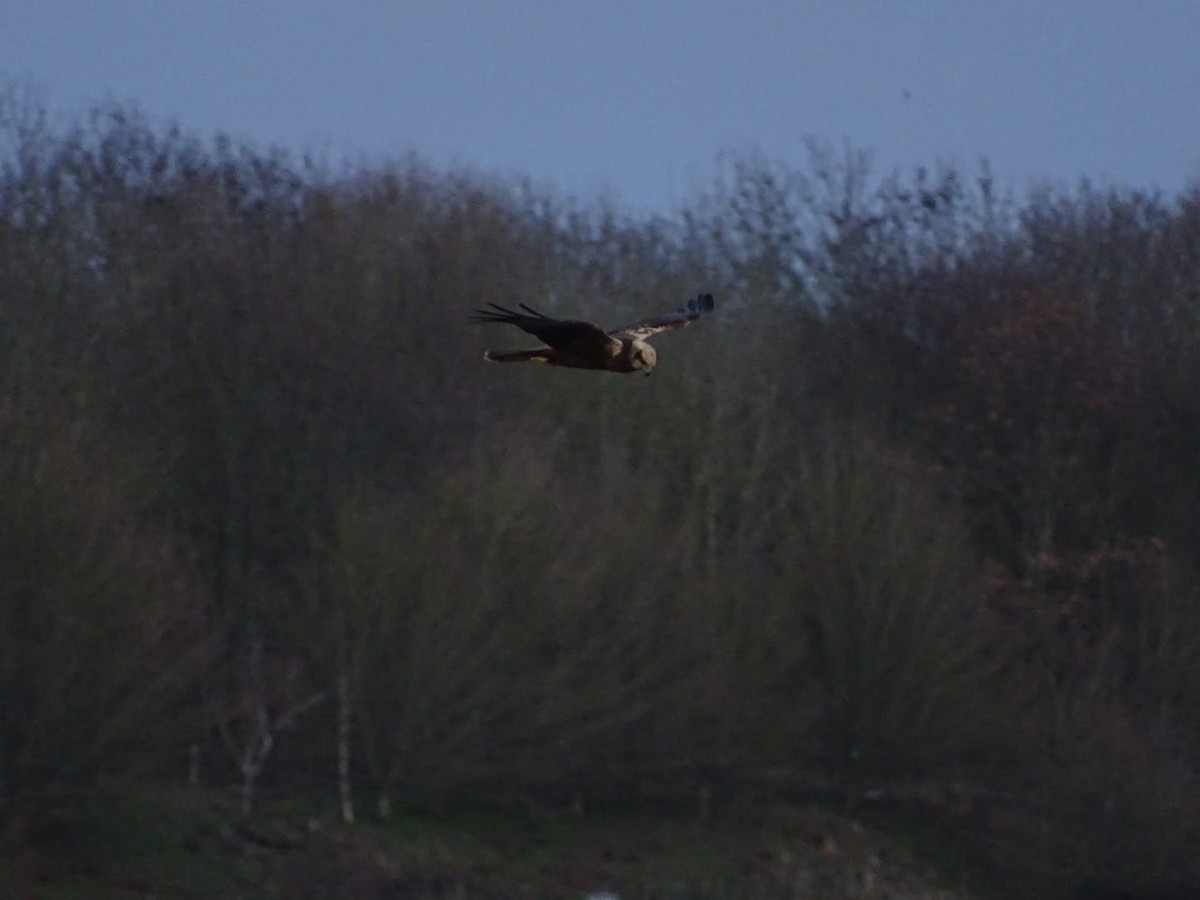 Western Marsh Harrier - ML612879367