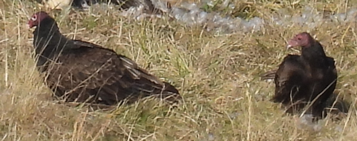 Turkey Vulture - ML612879484