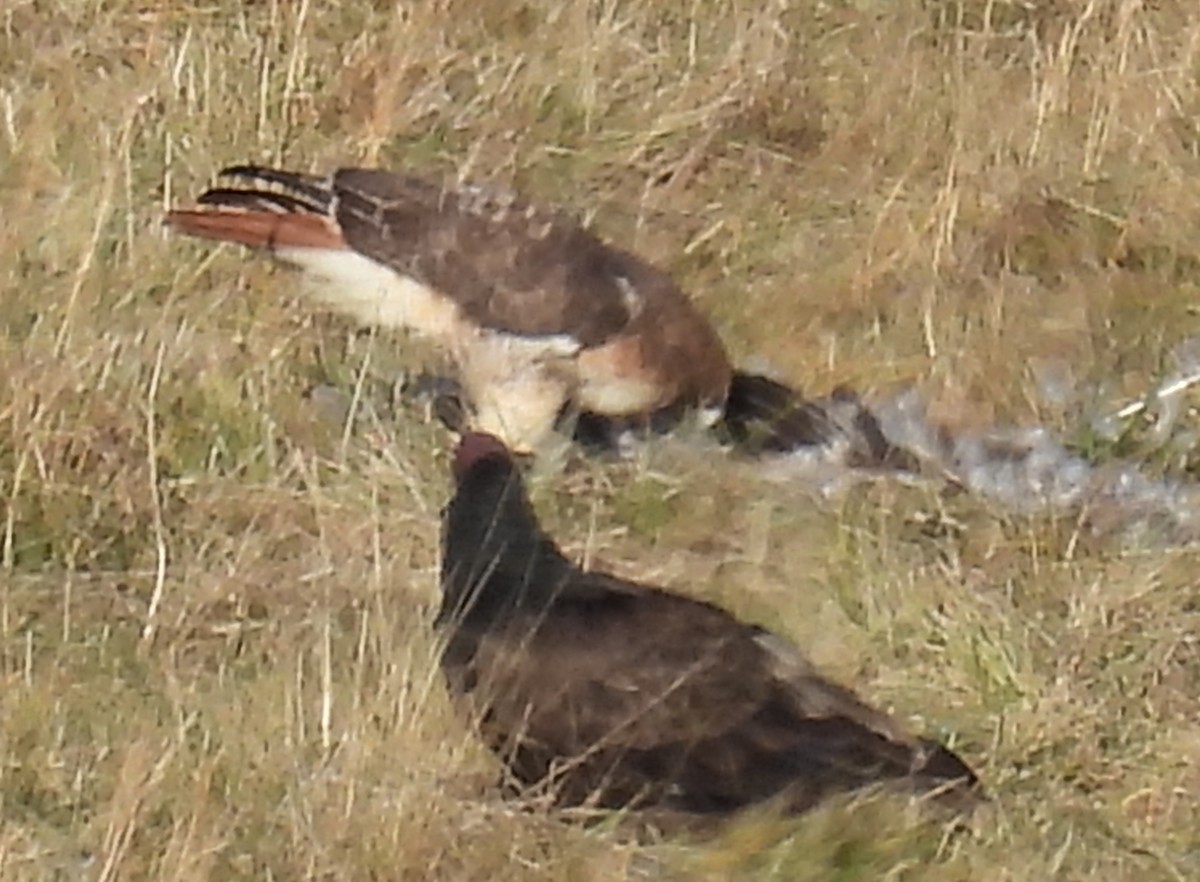 Red-tailed Hawk - Jeffrey Blalock