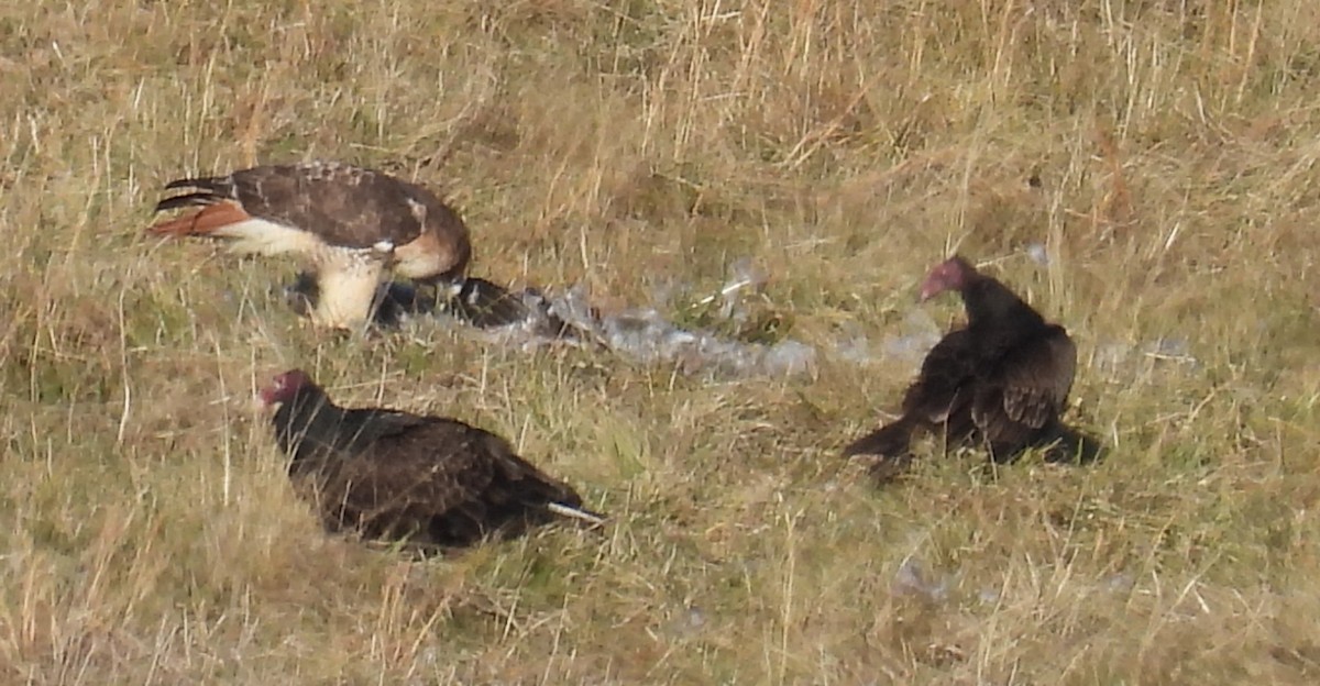 Red-tailed Hawk - ML612879501