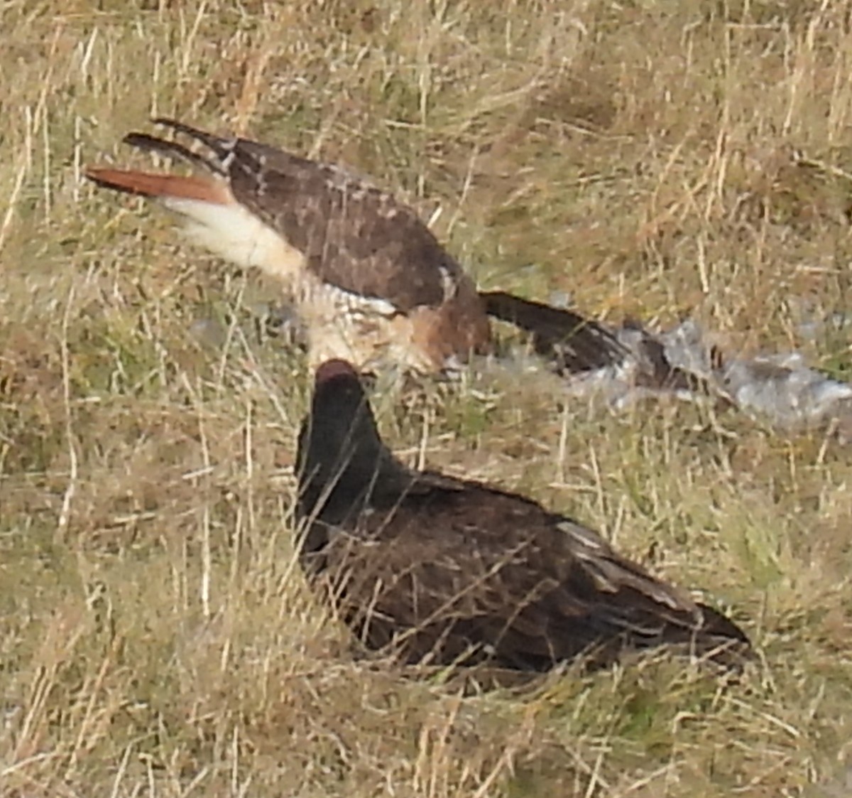 Red-tailed Hawk - ML612879502