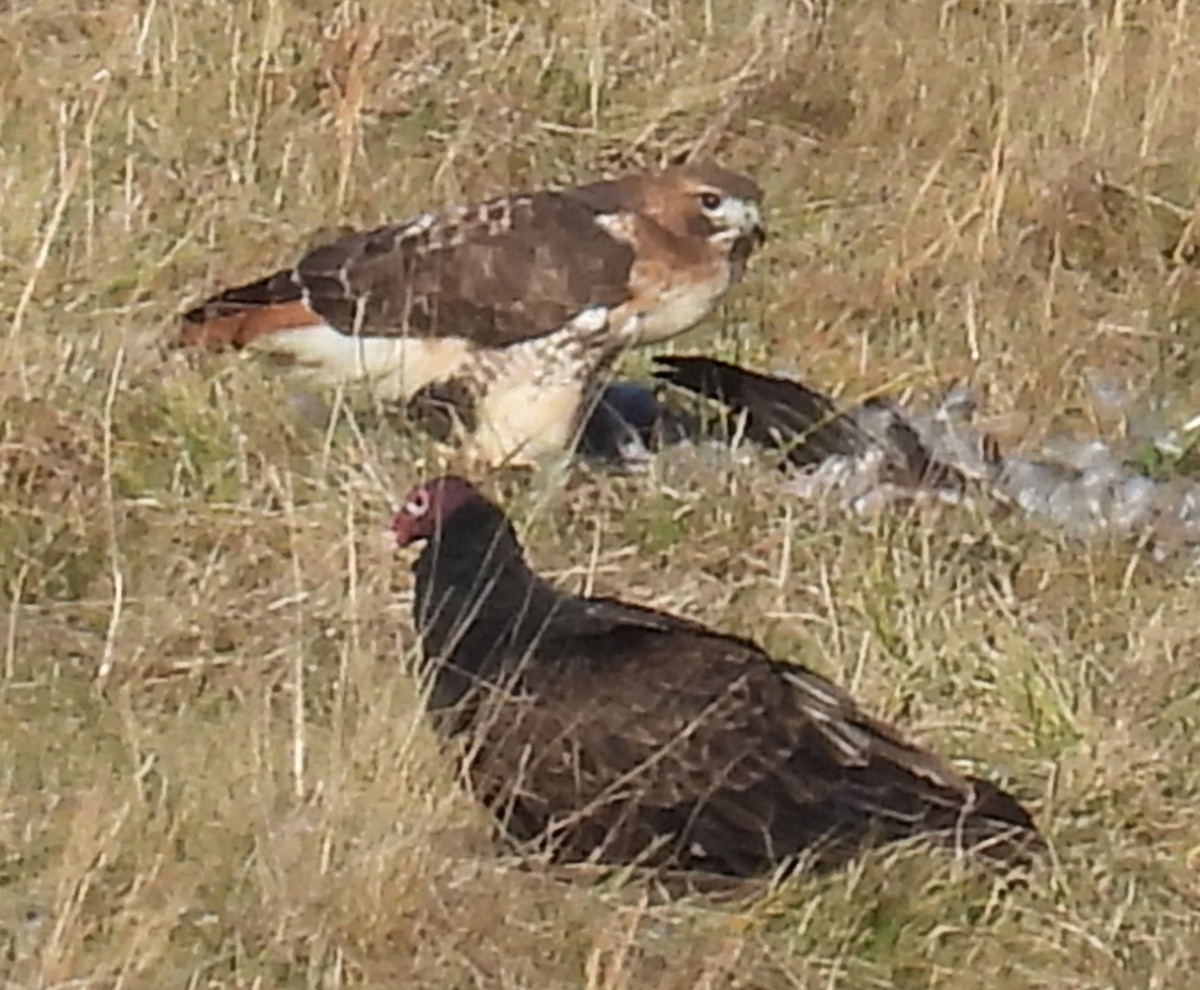 Red-tailed Hawk - Jeffrey Blalock