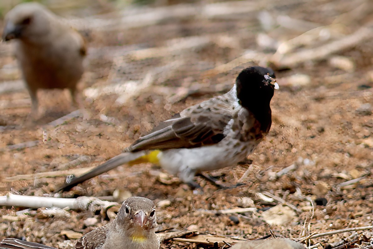 Common Bulbul (Dodson's) - Dave Curtis