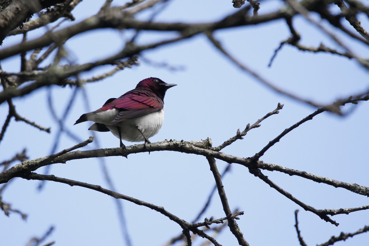 Violet-backed Starling - ML612879610