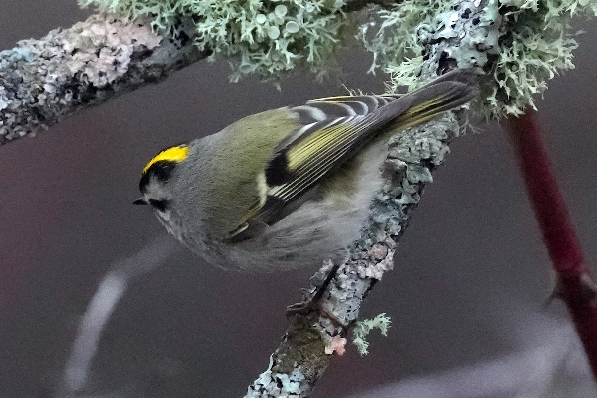 Golden-crowned Kinglet - ML612879613