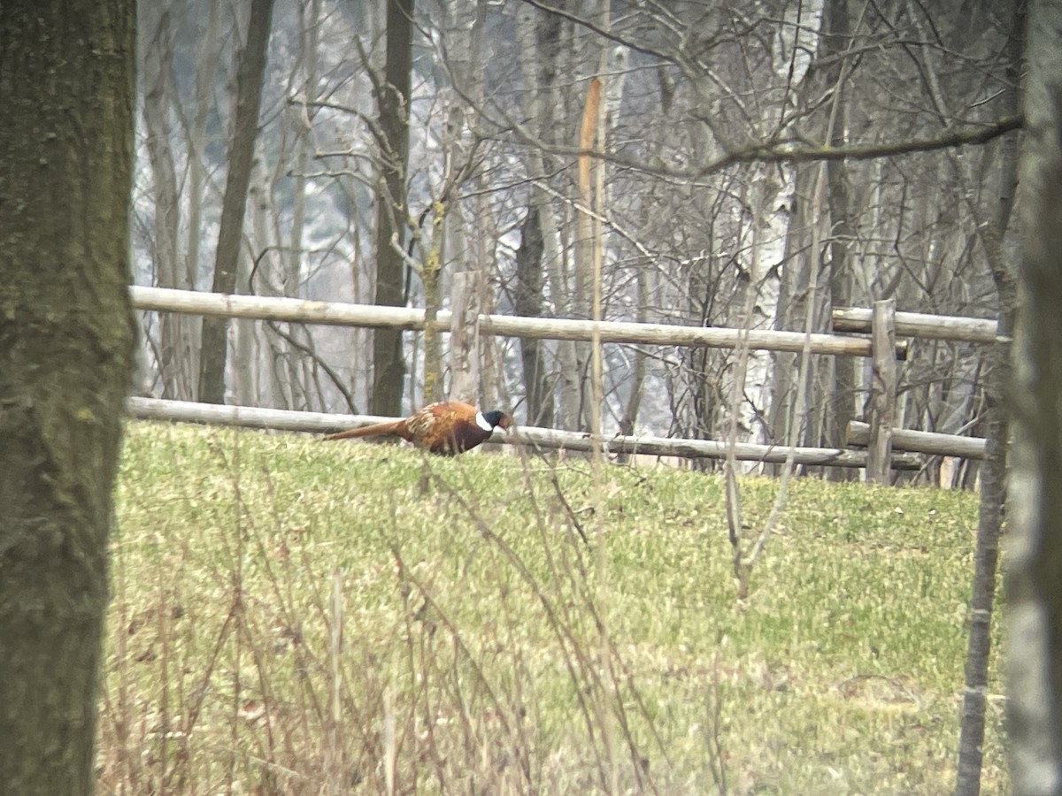 Ring-necked Pheasant - Gianluca Cicinelli