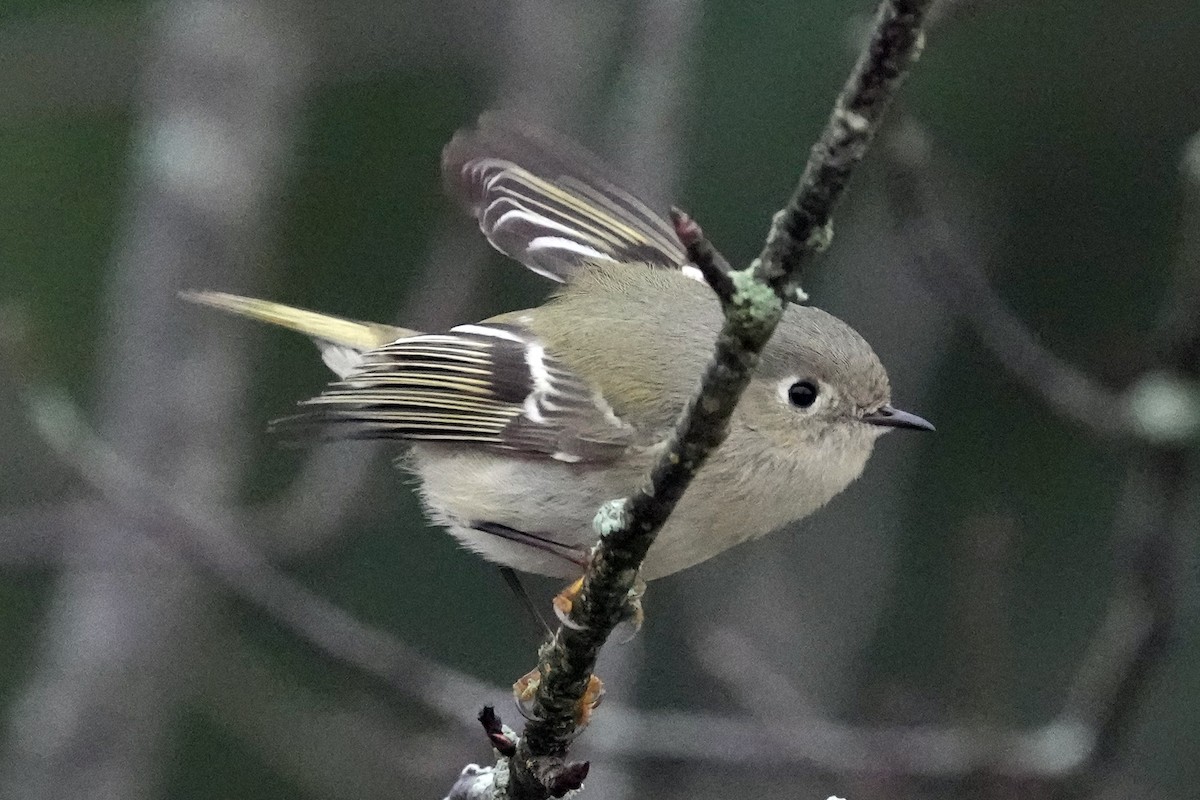 Ruby-crowned Kinglet - Guy Stevens