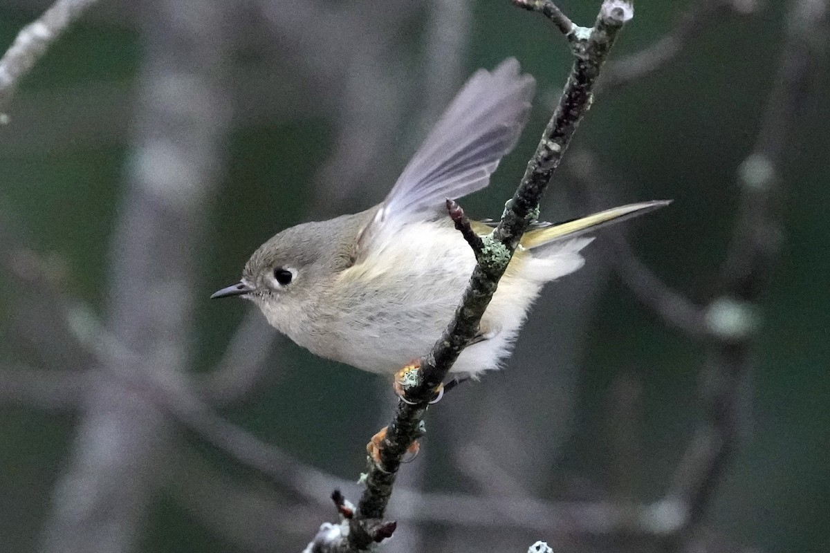 Ruby-crowned Kinglet - ML612879647