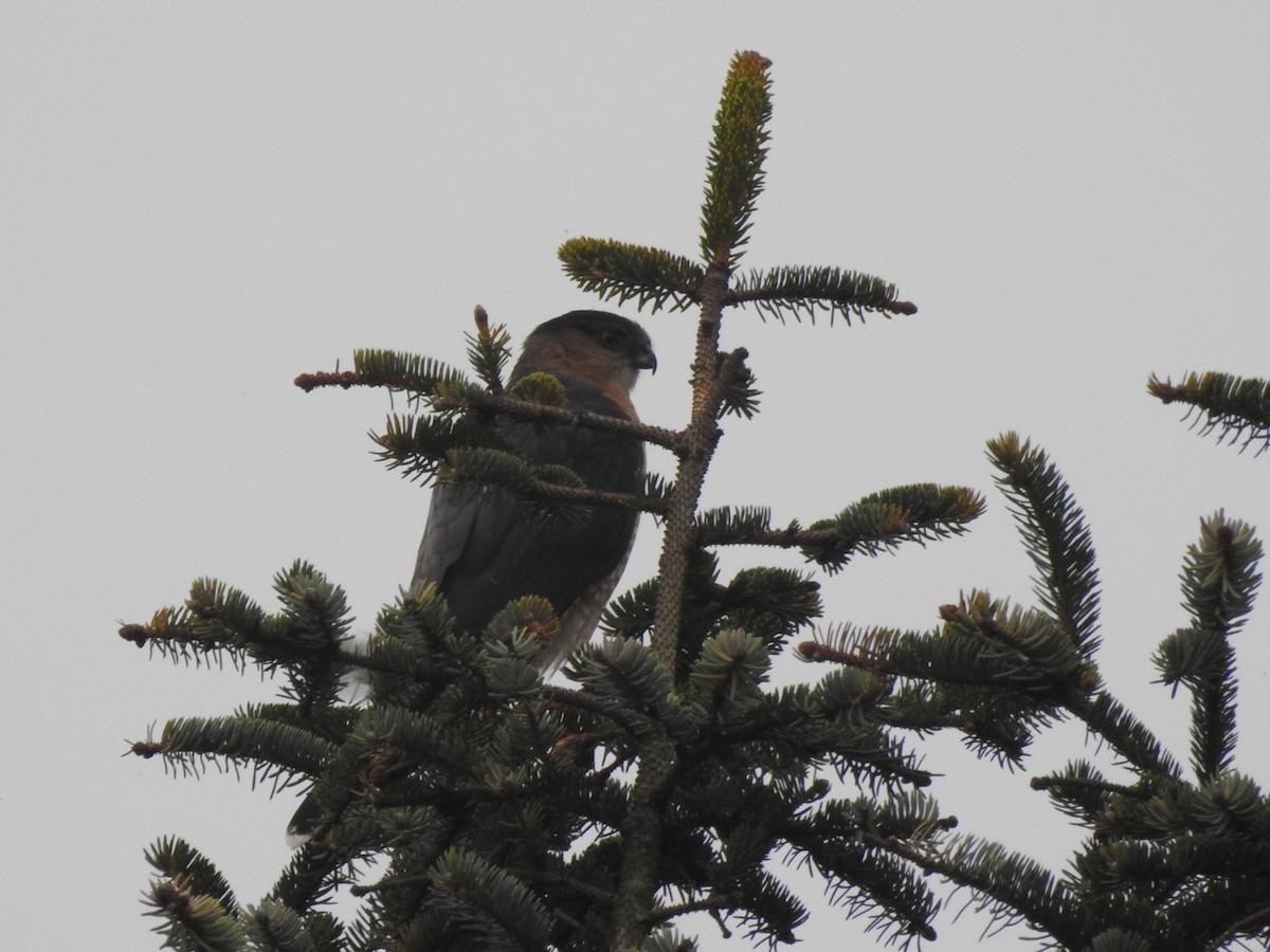 Cooper's Hawk - ML612879719