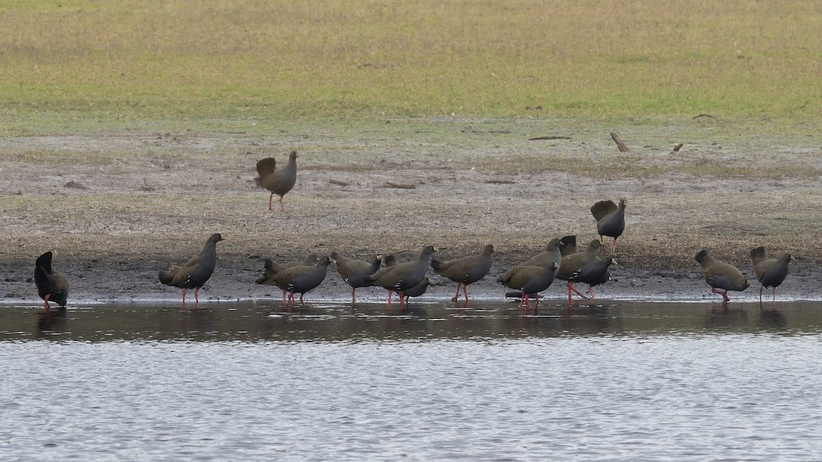 Black-tailed Nativehen - Elaine Rose