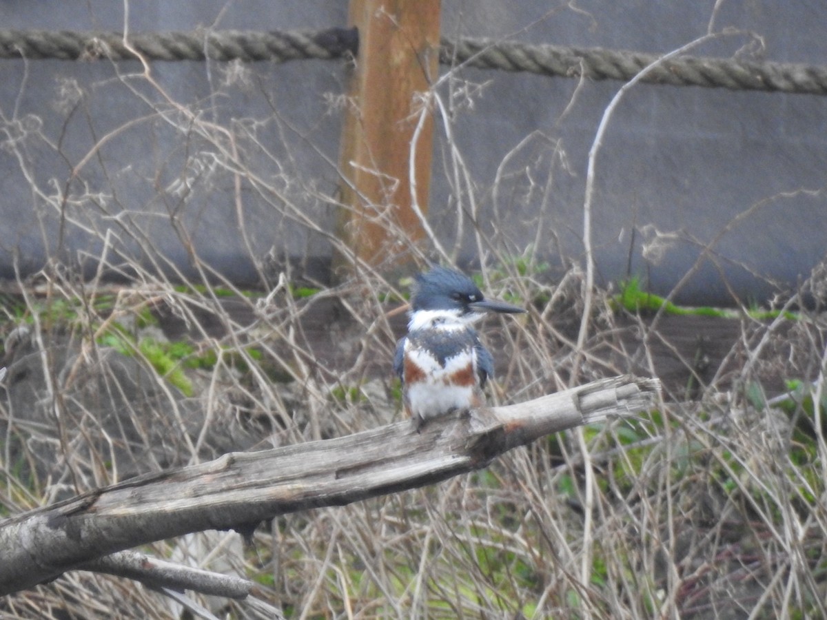 Belted Kingfisher - ML612879756