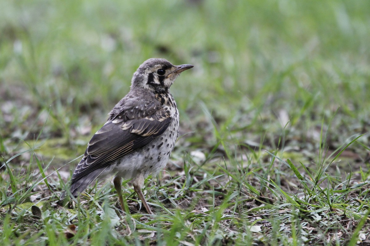 Groundscraper Thrush - ML612879767