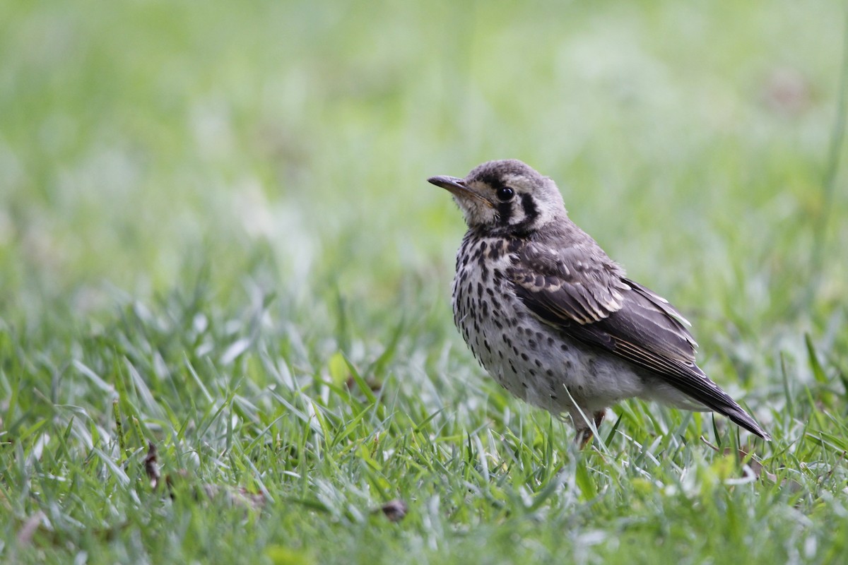 Groundscraper Thrush - ML612879769