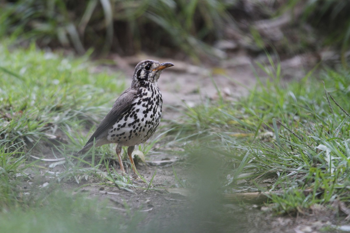 Groundscraper Thrush - ML612879772