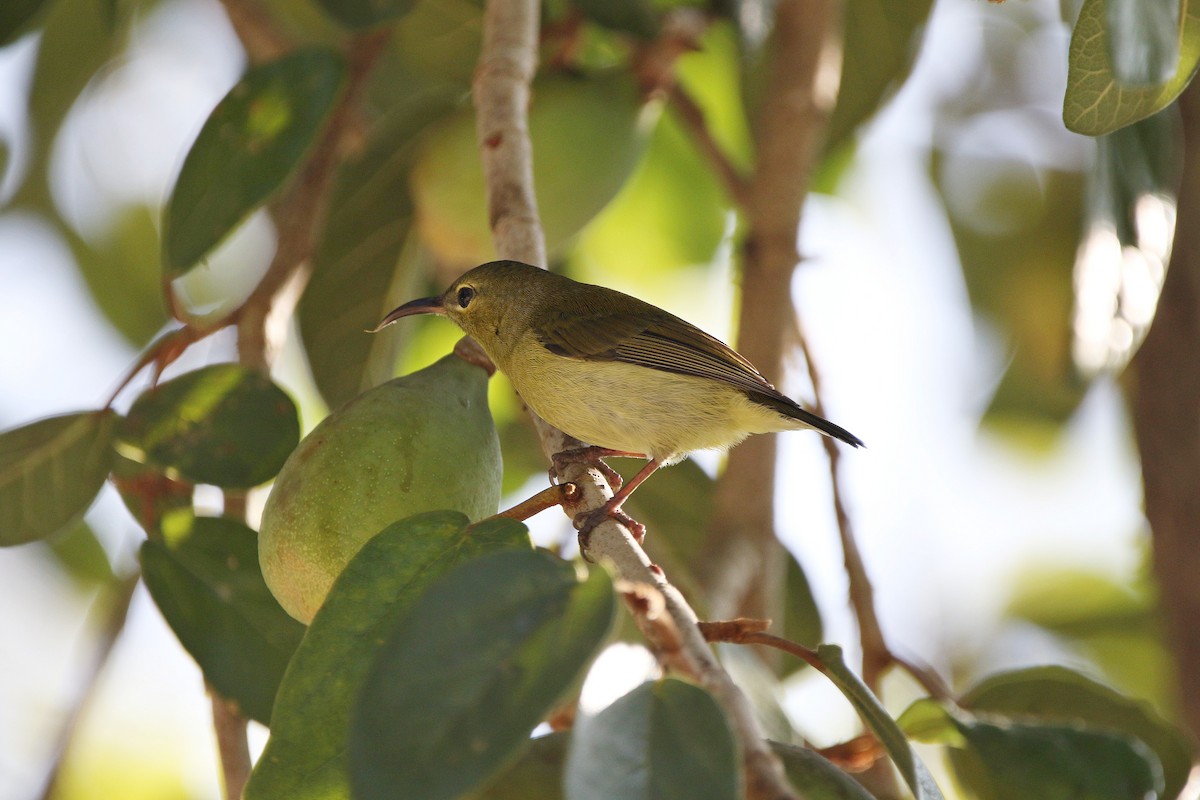 Fork-tailed Sunbird - Matthieu Chotard