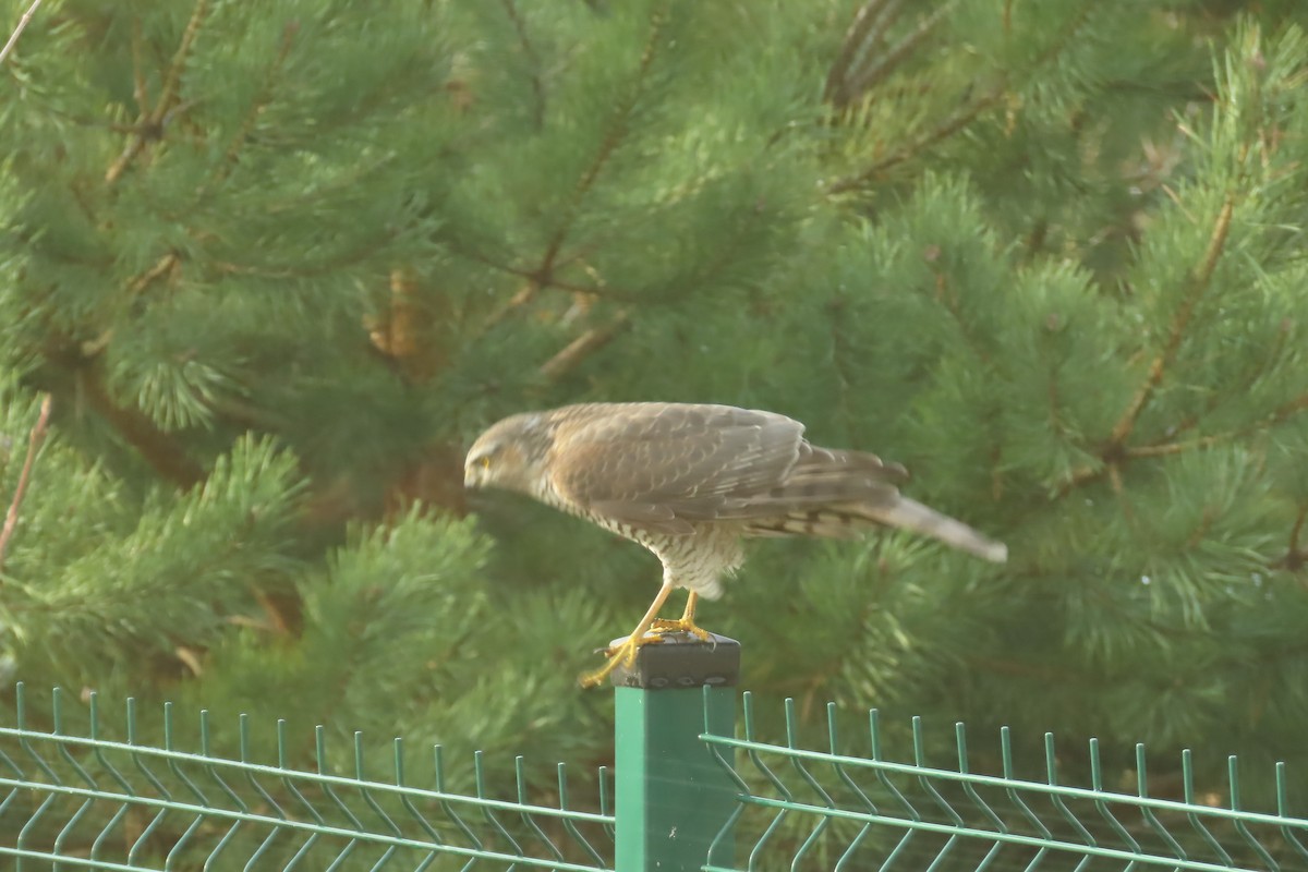 Eurasian Sparrowhawk - ML612879808