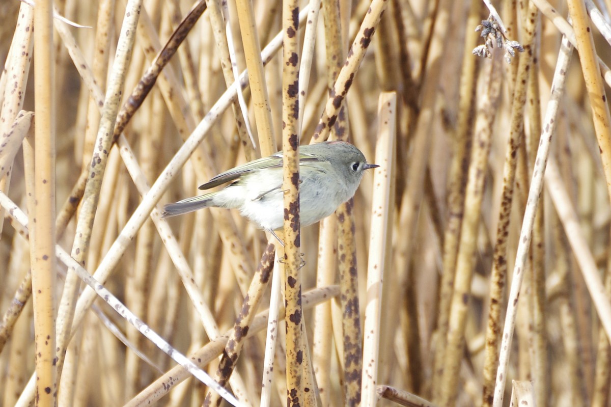 Ruby-crowned Kinglet - Brenda Wright